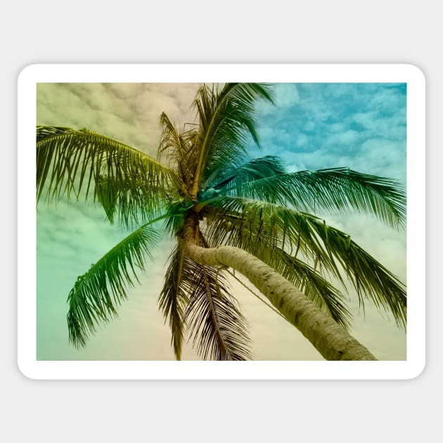 Close up Palm tree Sticker by calamarisky